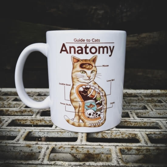 Anatomy of a Cat