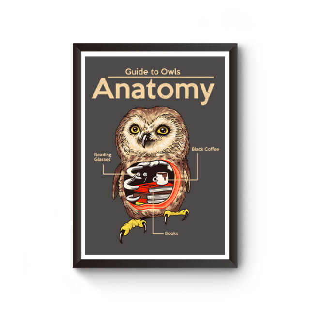Anatomy of Owls