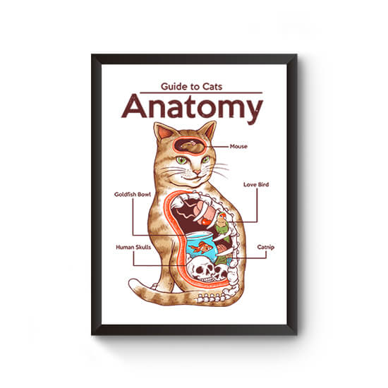Anatomy of a Cat