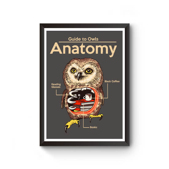 Anatomy of Owls