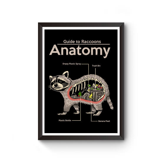 Anatomy of Raccoon